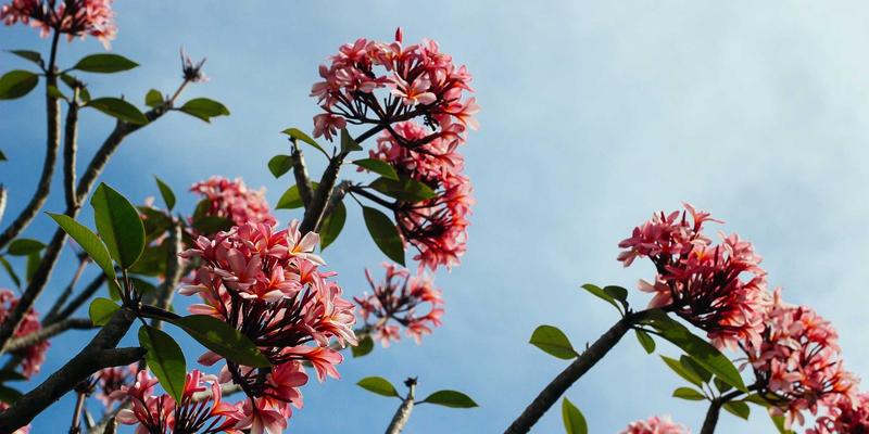 科技赋能绿色未来:原位热脱附与化学氧化技术如何高效修复有机污染场地