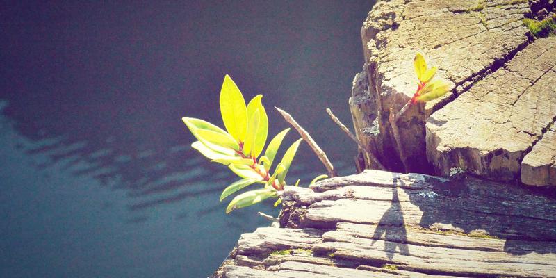 蓝碳经济崛起:环保科技如何赋能红树林与海草床修复,打造海洋碳汇新引擎